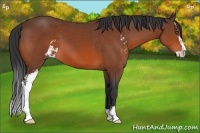 Horse Color:Bay Sabino 
