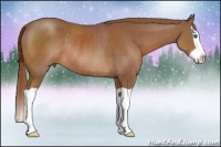 Horse Color:Chestnut Splash Rabicano 