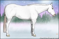 Horse Color:Black Sabino Appaloosa 