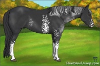 Horse Color:White Spotted Black