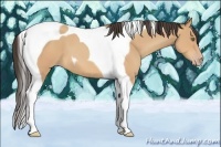 Horse Color:Amber Champagne Tobiano
