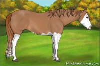 Horse Color:Chestnut Splash