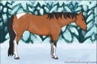 Horse Color:Bay Tobiano 