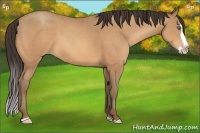 Horse Color:Amber Champagne Sabino Splash