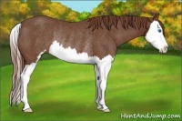 Horse Color:Chestnut Sabino Splash Rabicano 