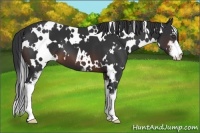 Horse Color:White Spotted Brown Sabino