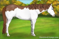 Horse Color:Chestnut Splash Rabicano 