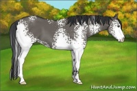 Horse Color:White Spotted Grullo 