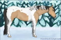 Horse Color:Buckskin Tobiano 
