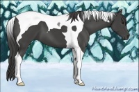 Horse Color:Smoky Black Tobiano 