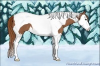 Horse Color:Chestnut Splash Tobiano