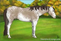 Horse Color:White Spotted Classic Champagne Ice 