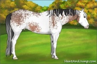 Horse Color:White Spotted Bay Ice Splash 