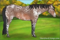 Horse Color:White Spotted Bay Ice