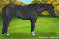 Horse Color:Black Sabino