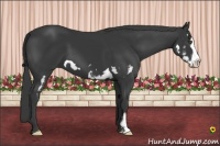 Horse Color:Black Splash Frame