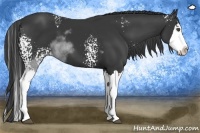 Horse Color:White Spotted Black Sabino Splash 