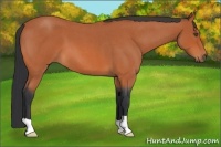 Horse Color:Bay Roan 