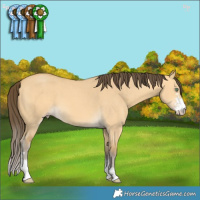 Horse Color:Amber Cream Champagne Dun Sabino