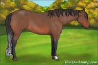 Horse Color:Bay Roan 