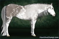 Horse Color:Grullo Sabino Splash 