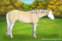 Horse Color:Silver Classic Cream Champagne Splash Rabicano 