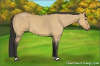 Horse Color:Buckskin Roan Dun 