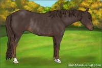 Horse Color:Liver Chestnut Rabicano 