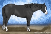 Horse Color:Black Splash