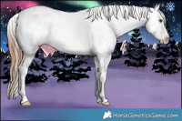 Horse Color:Red Dun Appaloosa Rabicano 