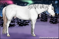 Horse Color:Red Dun Appaloosa Rabicano 