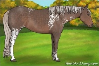 Horse Color:White Spotted Silver Black 