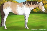 Horse Color:White Spotted Amber Champagne 