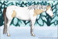 Horse Color:Amber Champagne Dun Splash Tobiano 