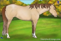Horse Color:Bay Pearl Dun