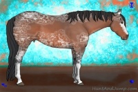 Horse Color:White Spotted Bay Ice