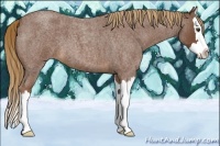 Horse Color:Red Roan Splash 