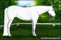Horse Color:Gray Bay Roan