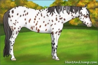 Horse Color:Bay Near Leopard