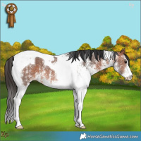 Horse Color:White Spotted Bay Tobiano