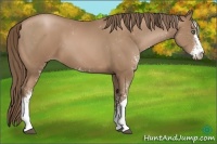Horse Color:Black Pearl Sabino 