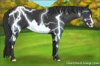 Horse Color:White Spotted Black Splash Frame 