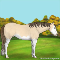 Horse Color:Amber Cream Champagne Dun Sabino Splash 