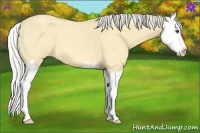 Horse Color:Silver Buckskin Roan Dun Splash