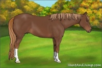 Horse Color:Chestnut Frame