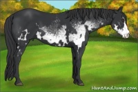 Horse Color:White Spotted Black Frame