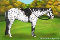 Horse Color:Blue Roan Frame Appaloosa