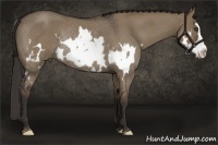Horse Color:Liver Red Dun Roan Splash Frame Rabicano