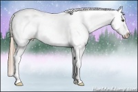 Horse Color:Liver Chestnut Splash Appaloosa Rabicano 