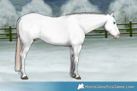 Horse Color:Red Roan Splash Appaloosa Rabicano 